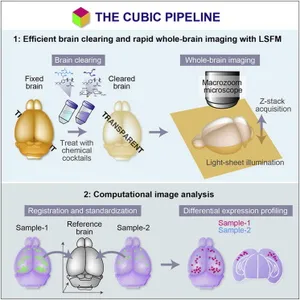 Whole-Brain Imaging with Single-Cell Resolution Using Chemical Cocktails and Computational Analysis