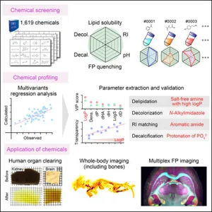 Chemical Landscape for Tissue Clearing Based on Hydrophilic Reagents