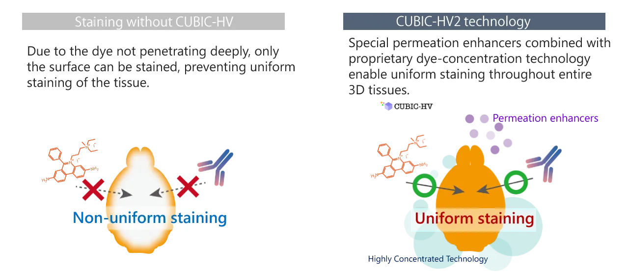 Tissue clearing example