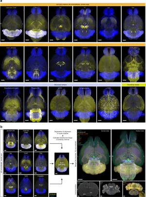 Versatile whole-organ/body staining and imaging based on electrolyte-gel properties of biological tissues