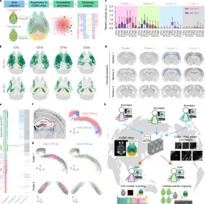 A three-dimensional single-cell-resolution whole-brain atlas using CUBIC-X expansion microscopy and tissue clearing