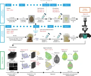 Advanced CUBIC protocols for whole-brain and whole-body clearing and imaging