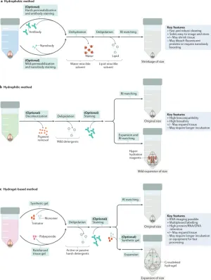 Tissue clearing and its applications in neuroscience